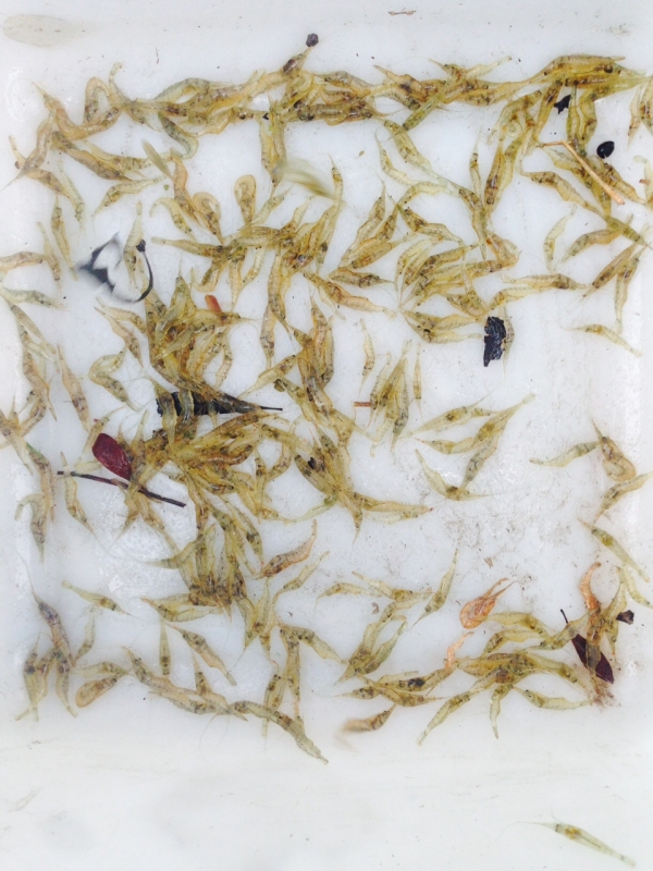 Grass Shrimp and timing - Pond Boss Forum
