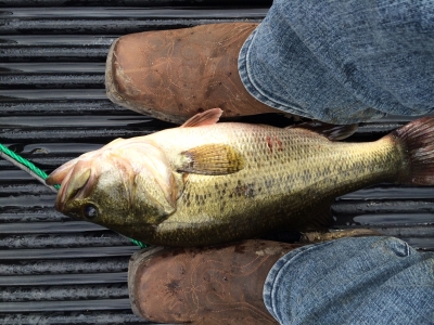 Just How Many Bluegill will a Bass Eat a Day? - Pond Boss Forum