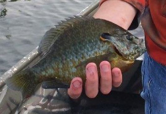 New Michigan 'hybrid sunfish' record - Pond Boss Forum