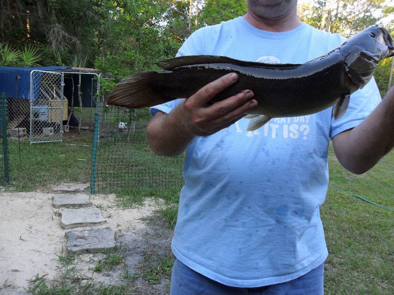 Attached picture bowfin.jpg