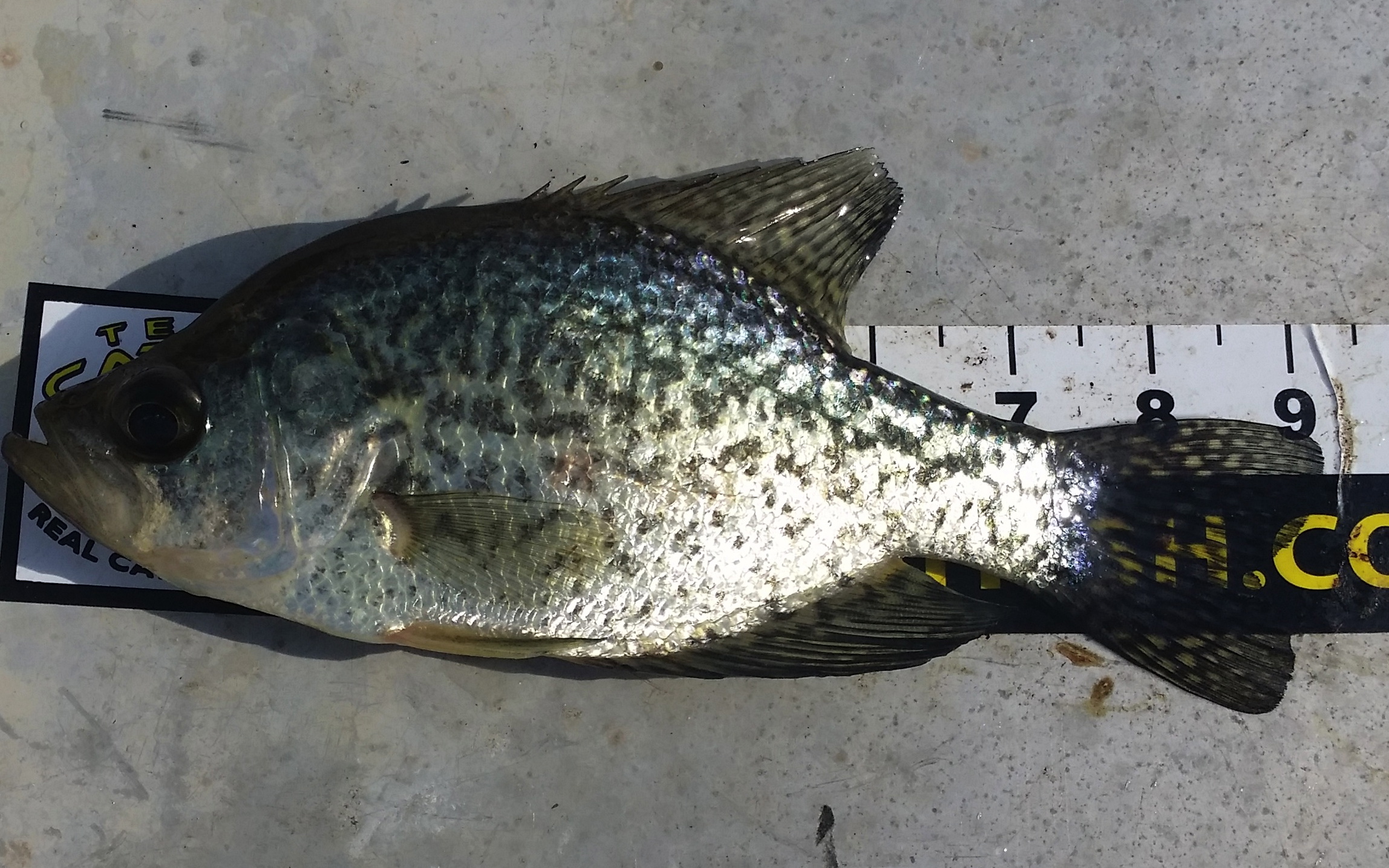 Attached picture Crappie.jpg