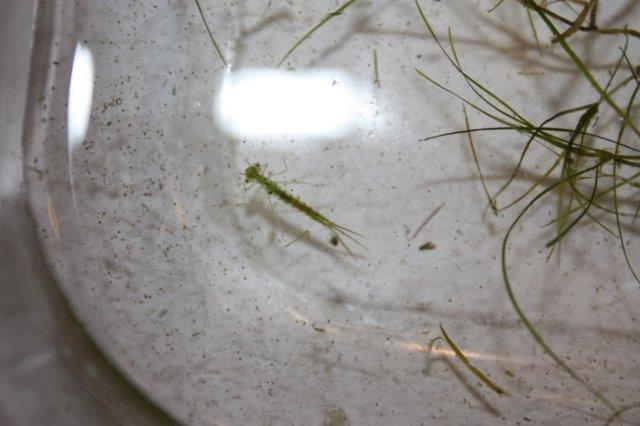 Attached picture Critter in pondweed 1.jpg