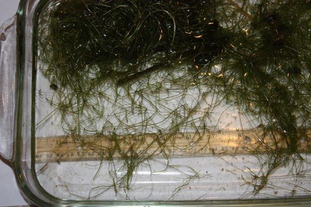 Attached picture Pondweed with ruler 1.jpg