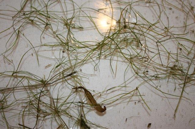 Attached picture Unknown Pond weed 1.jpg