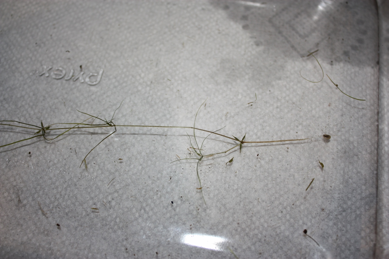 Attached picture Pondweed single.jpg