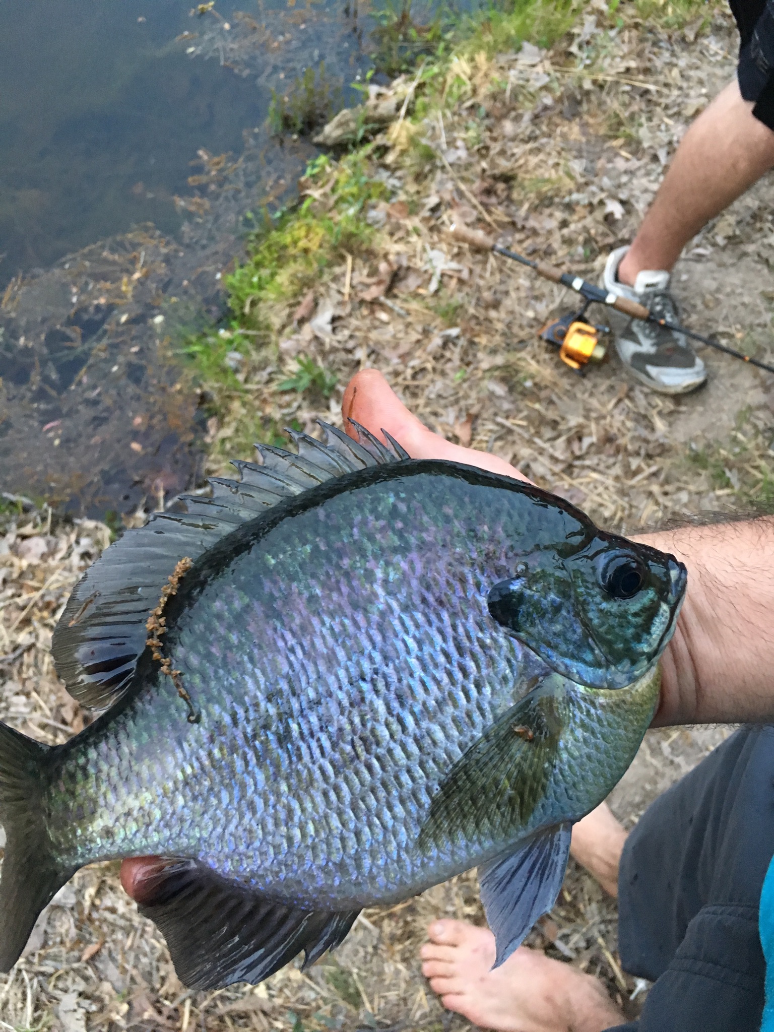 Attached picture bluegill.jpg