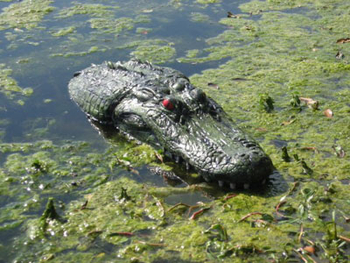 Attached picture th2_Gator.jpg