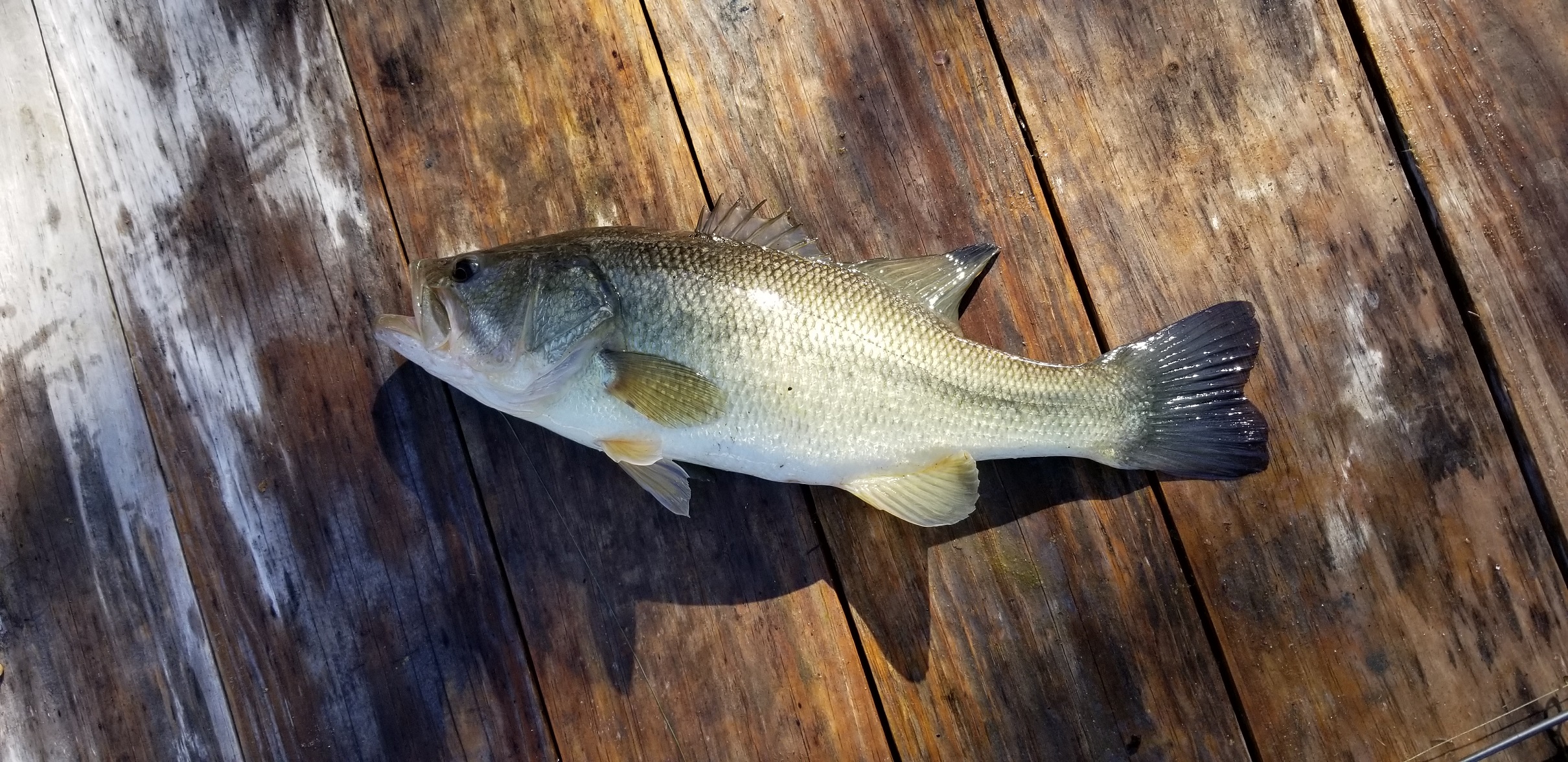Attached picture Bassonbluegill20190121.jpg