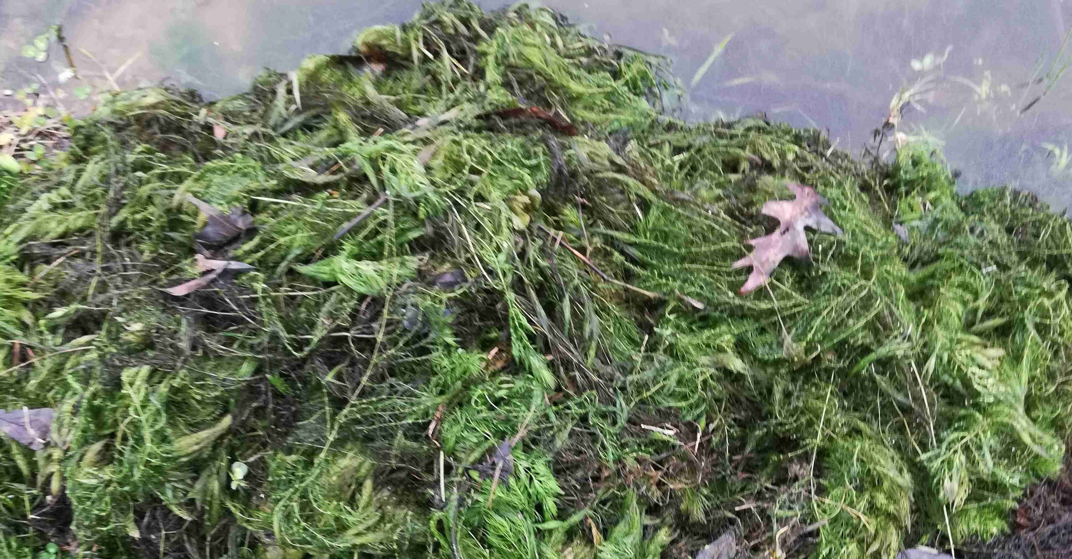 Attached picture Pondweed.jpg