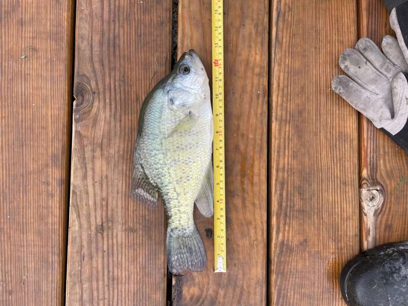 Attached picture crappie.jpg