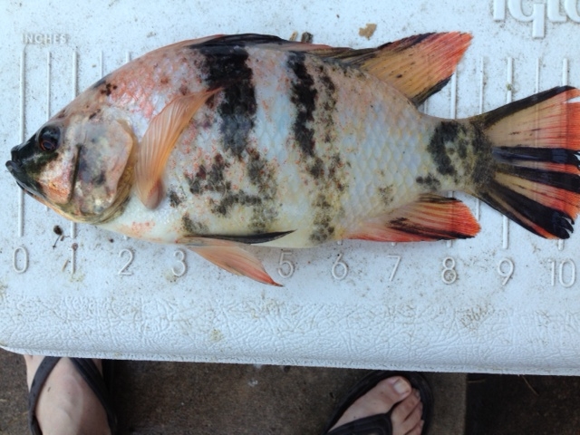 Attached picture Tilapia3.JPG