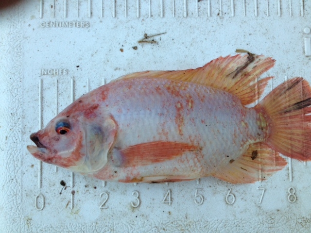 Attached picture Tilapia4.JPG