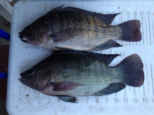 Attached picture Tilapia5.JPG