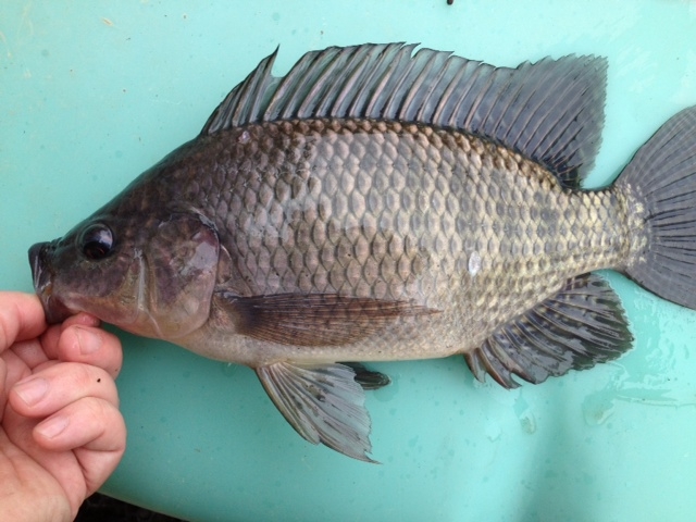 Attached picture Tilapia6.JPG