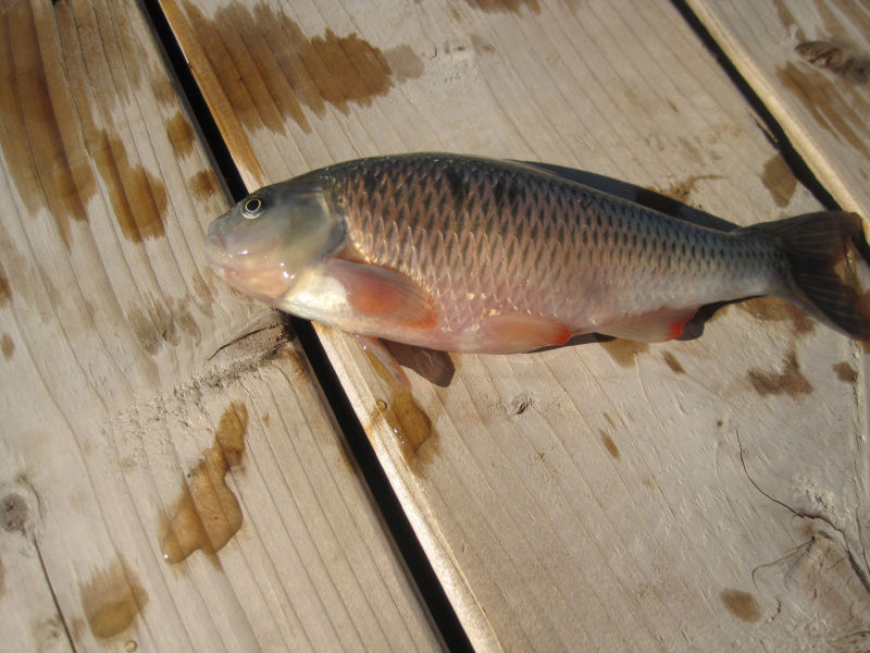 Attached picture creekchub.jpg