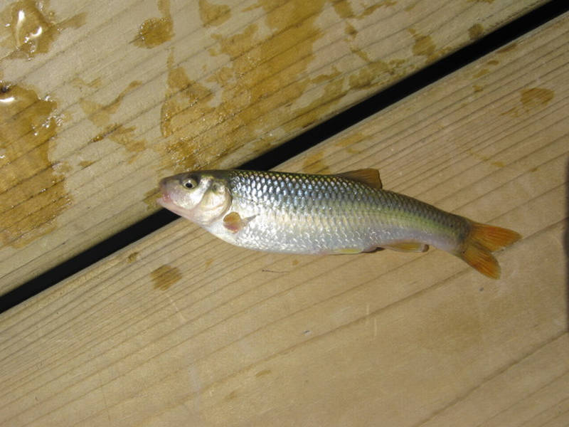 Attached picture creekchub2013.jpg