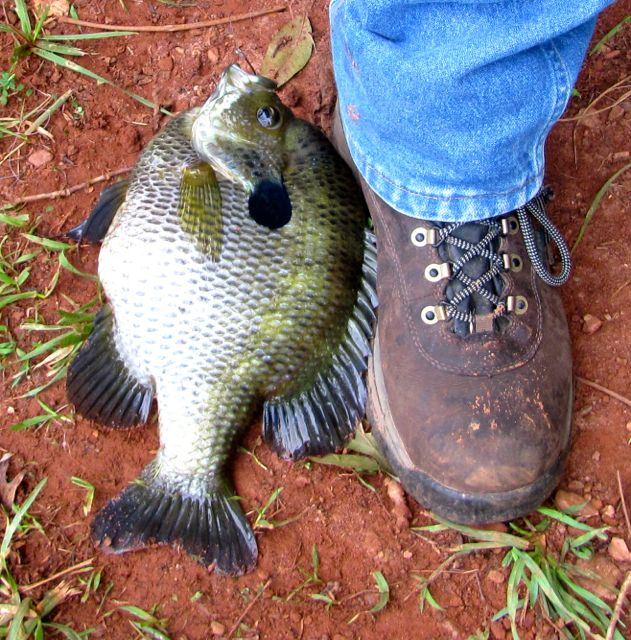 Attached picture Bluegill.6.23.14.jpg