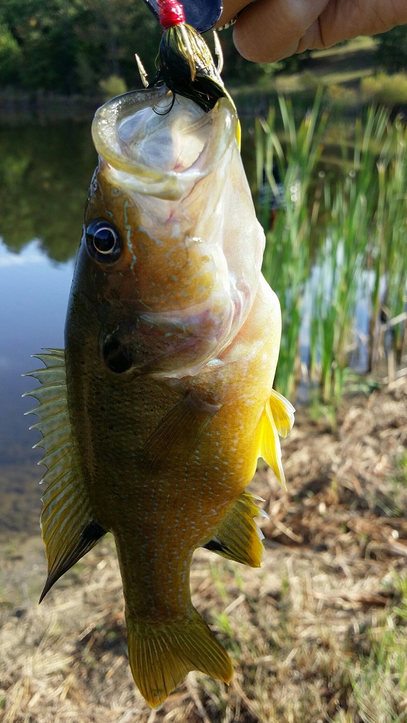 Attached picture Sunfish.jpg