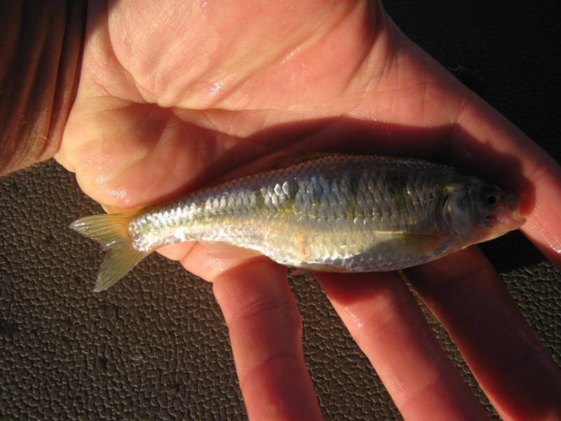 Attached picture minnow2.jpg