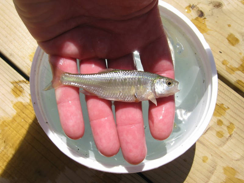 Attached picture pondminnow2.jpg
