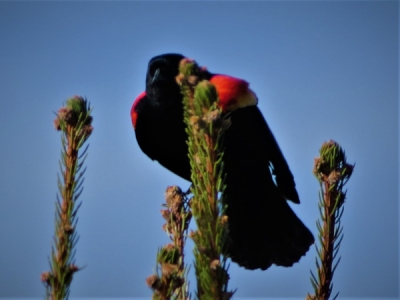 Redwing Blackbird 100k.jpg