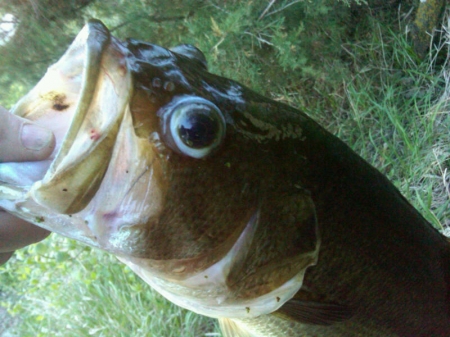 Popeye Bass Closeup.jpg