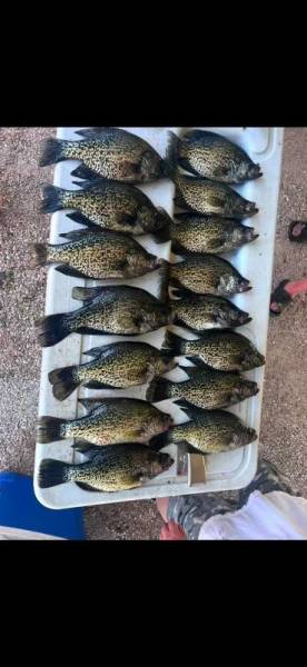 Uninvited crappie pictures