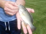 pondboss1.jpg