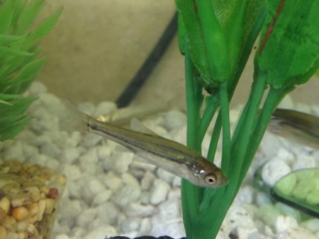 baby fish smaller pic.jpg
