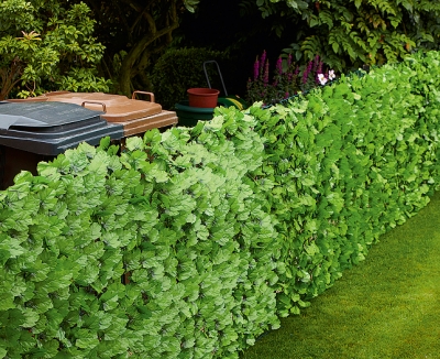 ivy wall two.jpg