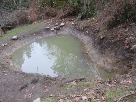 before pic of pond shrunk.jpg