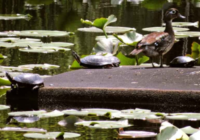 Turtles & Ducks 7x10.jpg