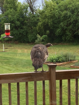 New Humming bird at the feeder.jpg