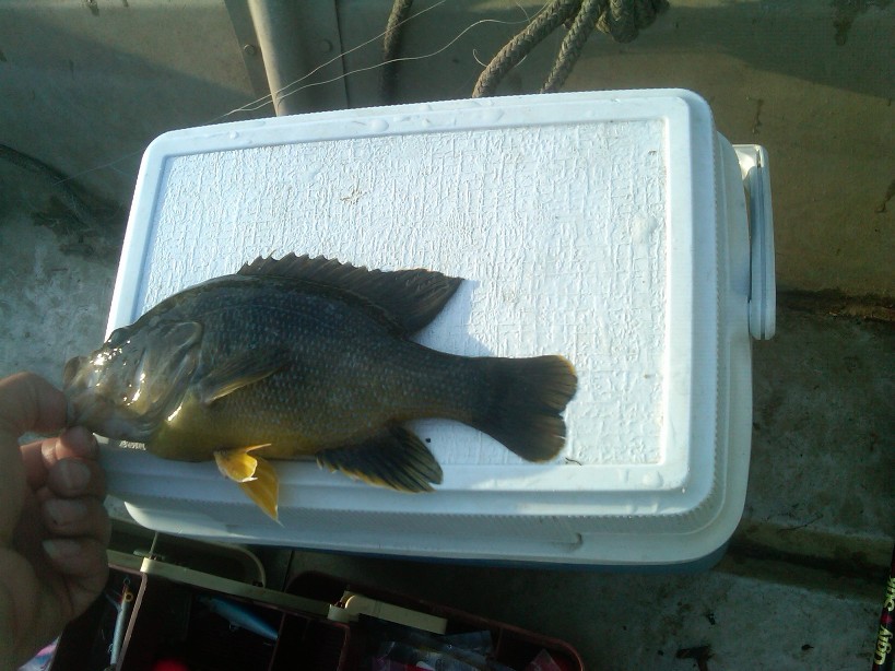 Attached picture Green Sunfish.jpg
