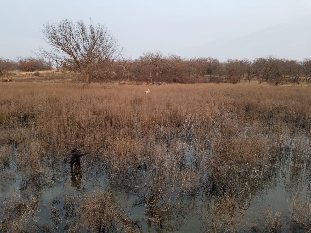 Attached picture Wetland 3.1.19.jpg