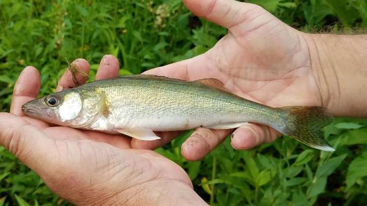 [Linked Image from forums.pondboss.com]