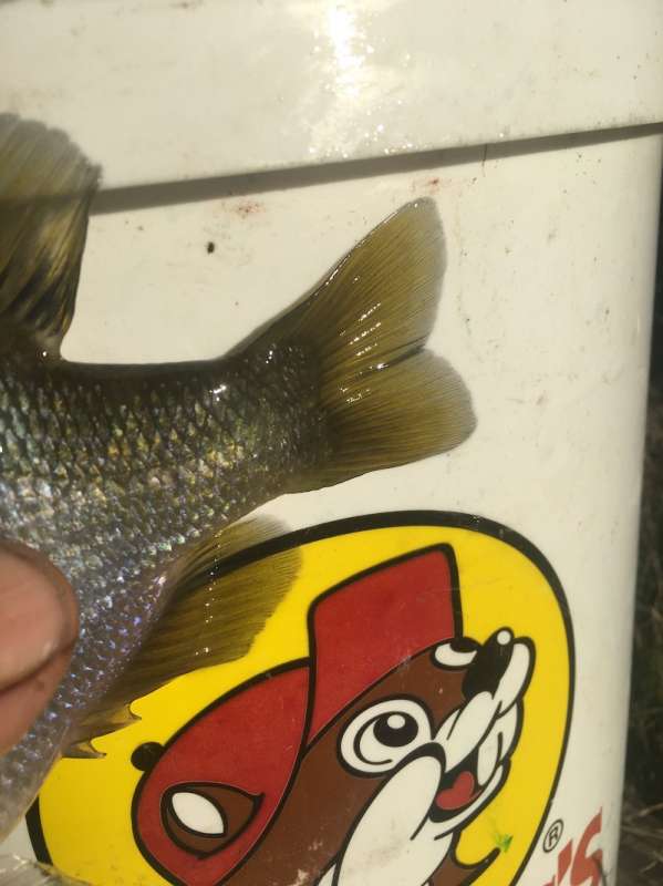 [Linked Image from forums.pondboss.com]