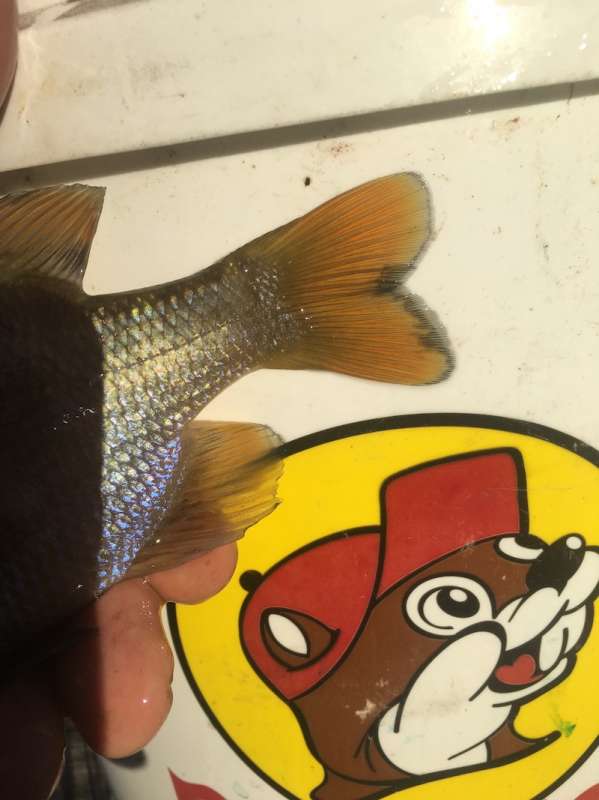 [Linked Image from forums.pondboss.com]