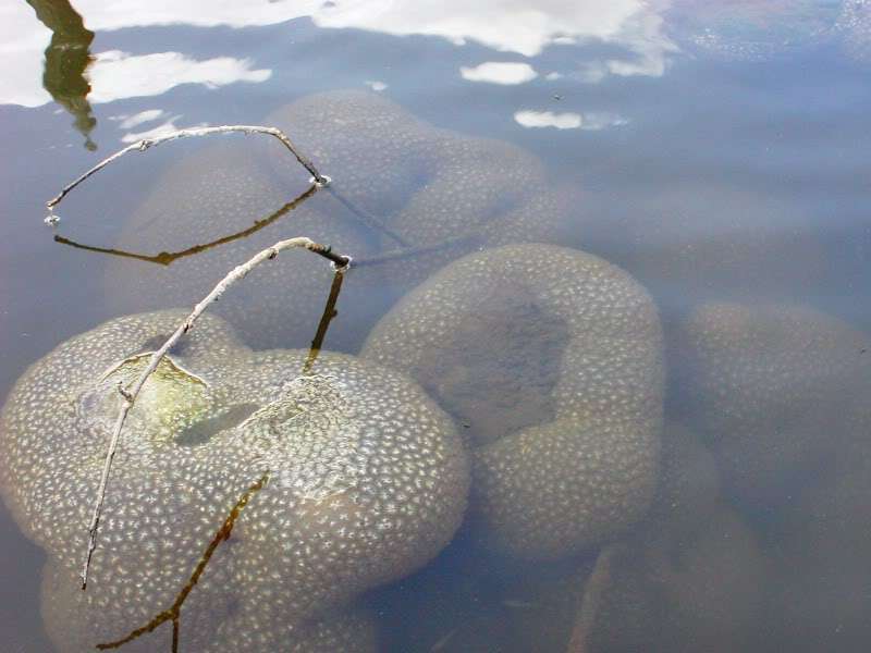 [Linked Image from forums.pondboss.com]