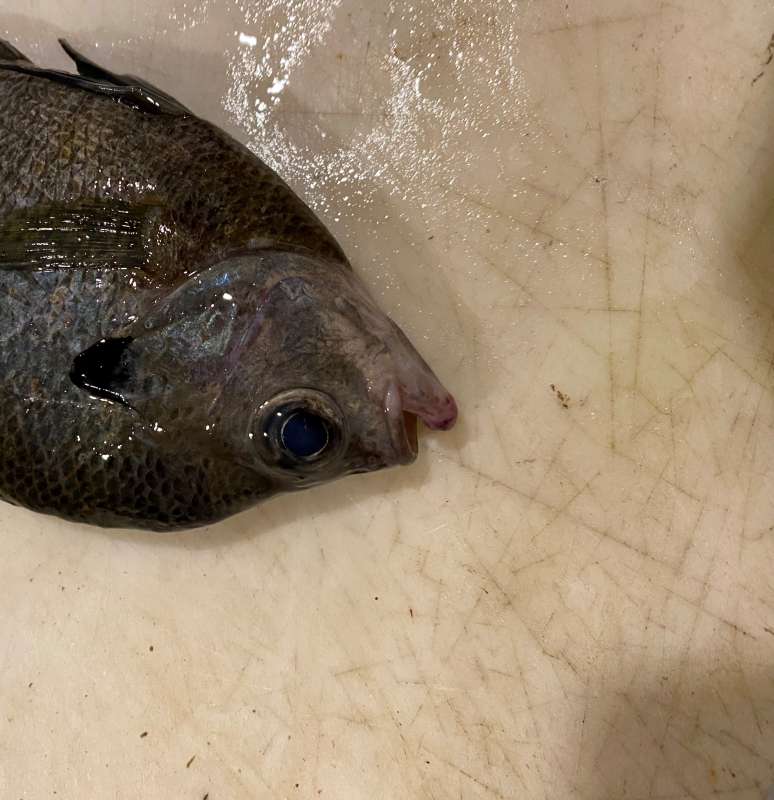 Bluegill with red eyes - Pond Boss Forum