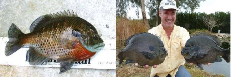 [Linked Image from forums.pondboss.com]