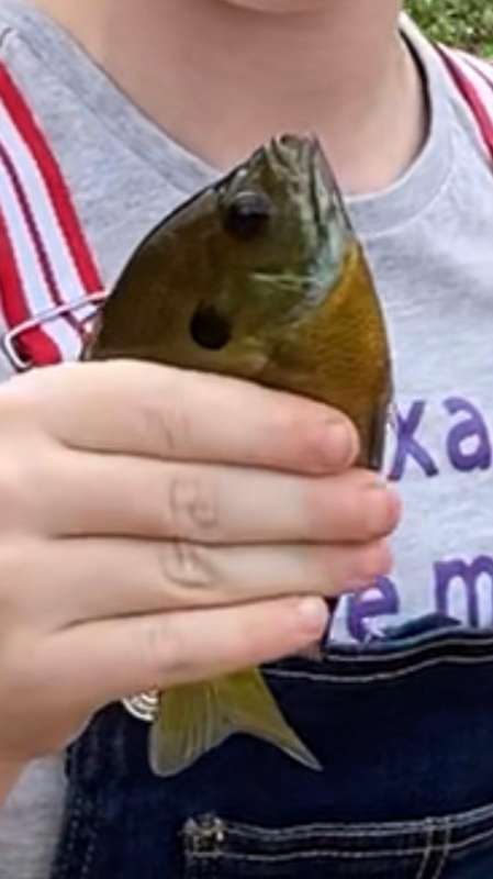 [Linked Image from forums.pondboss.com]