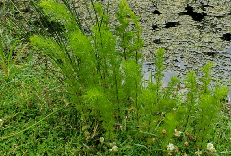 Attached picture Field Horsetail.png