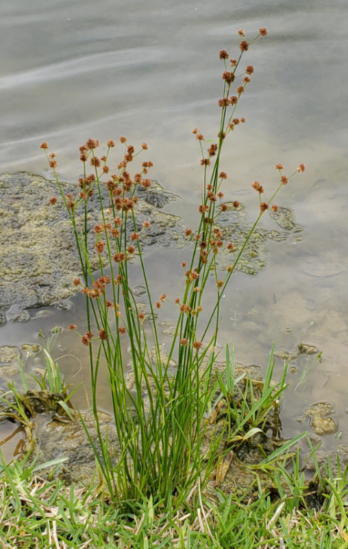 Attached picture Soft Rush or Bulrush or Common Rush.png