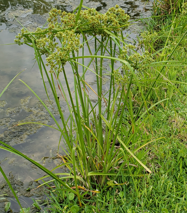 Attached picture Yellow Nutsedge.png