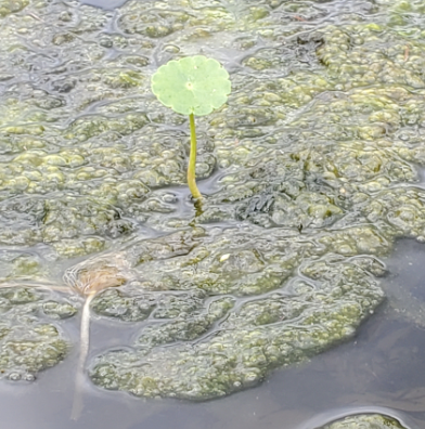 Attached picture Water Pennywort or Lotus 2.png