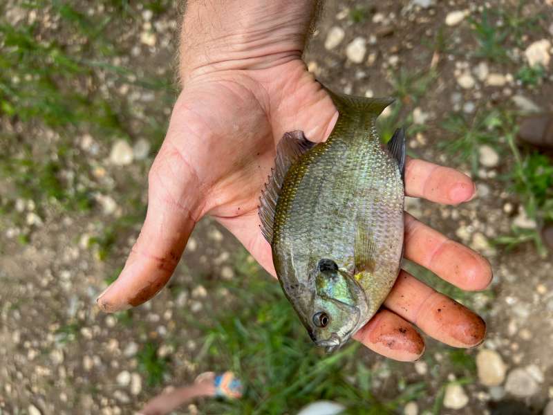 Attached picture Blue Gill.jpg