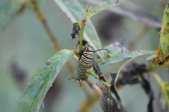 Attached picture Caterpillar2 10-1-23.png