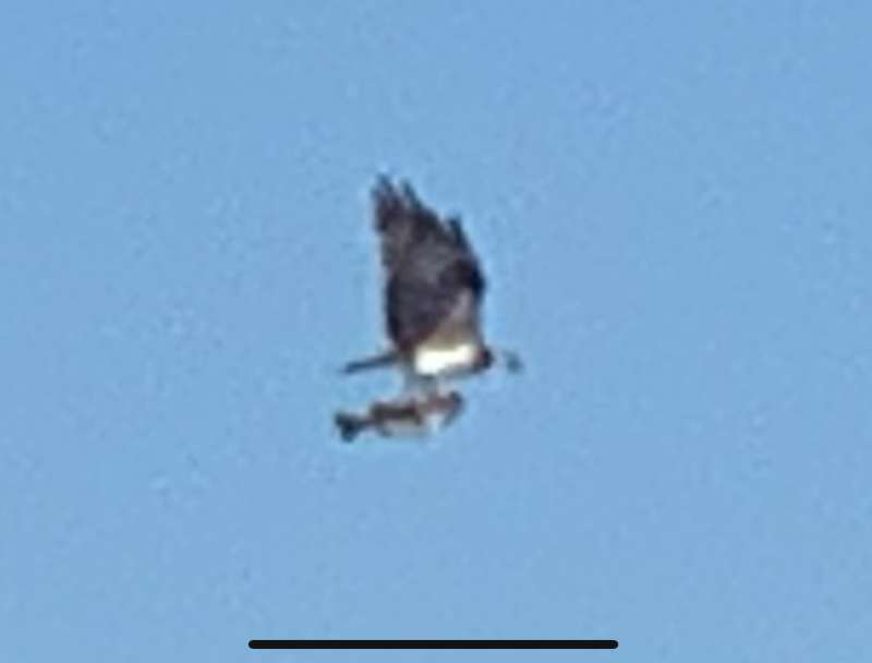 Attached picture osprey.jpg