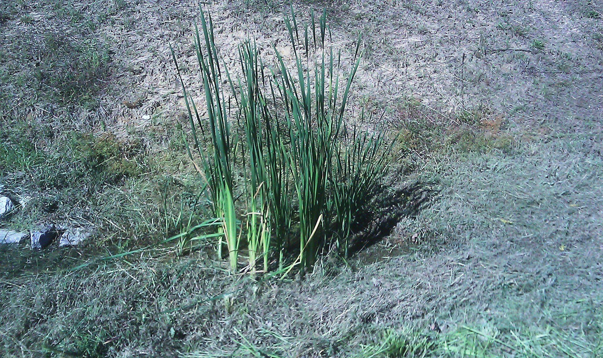 Attached picture Cattails.jpg